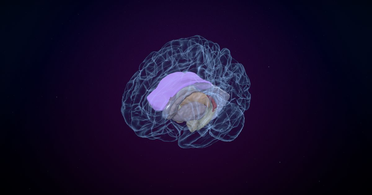 The white matter pathways lit up in a 3D model of the human brain