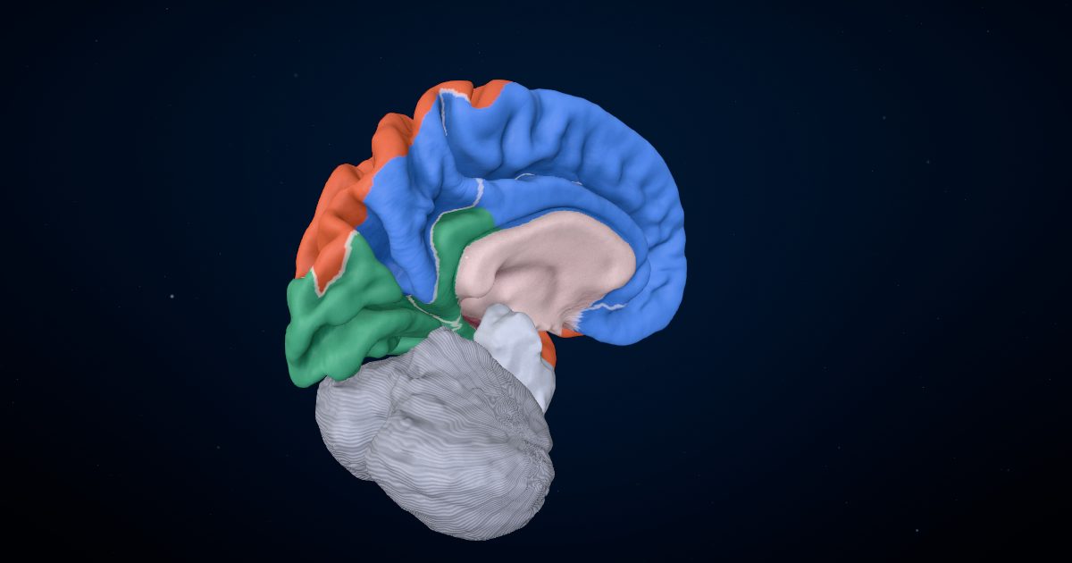 The inner surface of a 3D brain colored by the artery that feeds each area