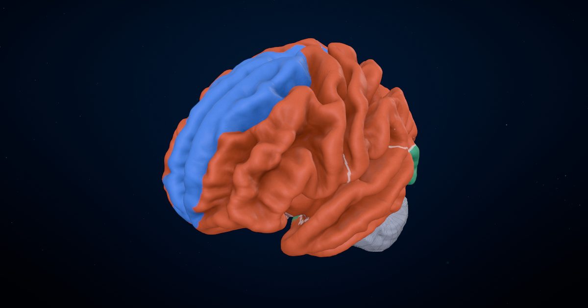 Blood supply of the brain in a 3D model of the brain