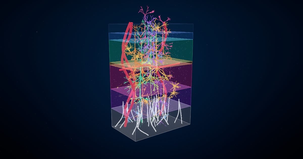 Neuroplasticity: how the brain rewires itself in a 3D model of the brain