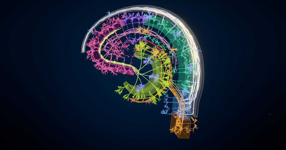 A 3D slice across the hippocampus, with the dentate gyrus curled inside the band of the CA fields and the pathways that join them