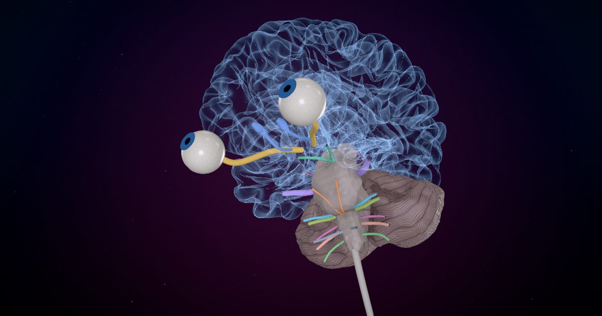 The nervous system in a 3D model of the brain