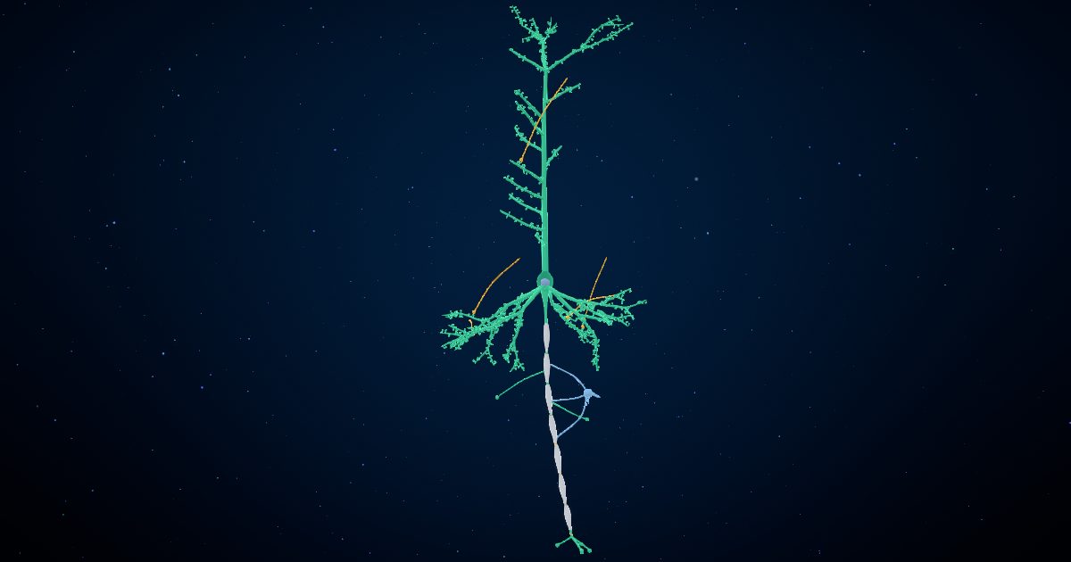 Neurons and nerve signals in a 3D model of the brain