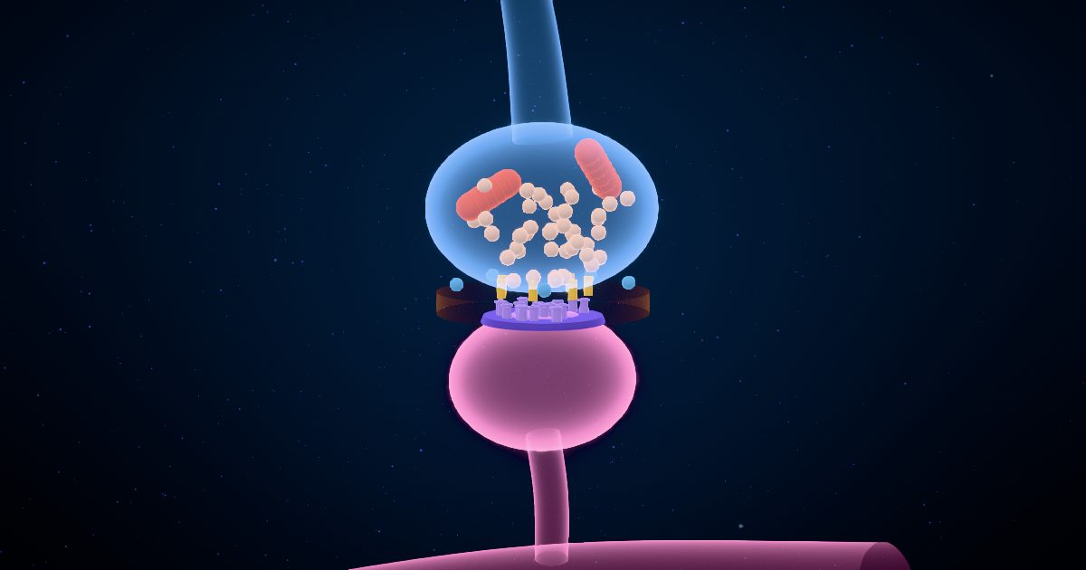 Neurotransmitters in a 3D model of the brain